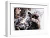 Mother Cat And Kittens-Orhan-Framed Photographic Print