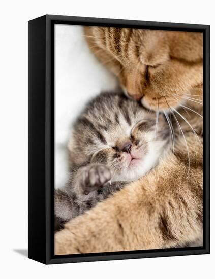 Mother Cat Hugging Little Kitten-Andrey_Kuzmin-Framed Stretched Canvas