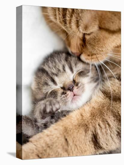 Mother Cat Hugging Little Kitten-Andrey_Kuzmin-Stretched Canvas
