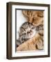 Mother Cat Hugging Little Kitten-Andrey_Kuzmin-Framed Photographic Print