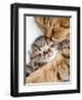 Mother Cat Hugging Little Kitten-Andrey_Kuzmin-Framed Photographic Print