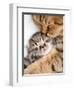 Mother Cat Hugging Little Kitten-Andrey_Kuzmin-Framed Photographic Print