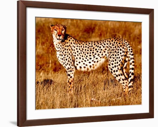 Mother cheetah, 2019,-Eric Meyer-Framed Photographic Print