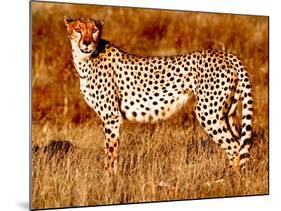 Mother cheetah, 2019,-Eric Meyer-Mounted Photographic Print