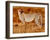 Mother cheetah, 2019,-Eric Meyer-Framed Photographic Print