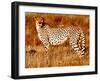 Mother cheetah, 2019,-Eric Meyer-Framed Photographic Print