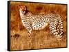 Mother cheetah, 2019,-Eric Meyer-Framed Stretched Canvas