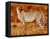 Mother cheetah, 2019,-Eric Meyer-Framed Stretched Canvas