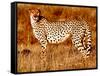 Mother cheetah, 2019,-Eric Meyer-Framed Stretched Canvas