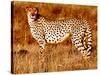 Mother cheetah, 2019,-Eric Meyer-Stretched Canvas