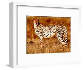 Mother cheetah, 2019,-Eric Meyer-Framed Photographic Print