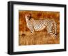 Mother cheetah, 2019,-Eric Meyer-Framed Photographic Print