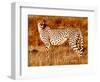 Mother cheetah, 2019,-Eric Meyer-Framed Photographic Print