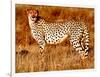 Mother cheetah, 2019,-Eric Meyer-Framed Photographic Print