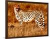 Mother cheetah, 2019,-Eric Meyer-Framed Photographic Print