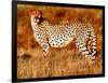 Mother cheetah, 2019,-Eric Meyer-Framed Photographic Print