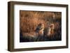 Mother Cheetah and Her Cub in Game Preserve in Africa-John Dominis-Framed Photographic Print