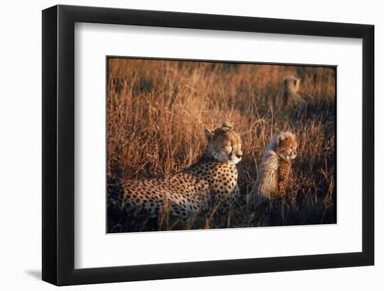 Mother Cheetah and Her Cub in Game Preserve in Africa-John Dominis-Framed Photographic Print