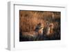 Mother Cheetah and Her Cub in Game Preserve in Africa-John Dominis-Framed Photographic Print