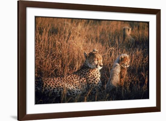 Mother Cheetah and Her Cub in Game Preserve in Africa-John Dominis-Framed Photographic Print