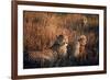 Mother Cheetah and Her Cub in Game Preserve in Africa-John Dominis-Framed Photographic Print