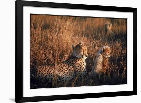 Mother Cheetah and Her Cub in Game Preserve in Africa-John Dominis-Framed Photographic Print