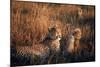 Mother Cheetah and Her Cub in Game Preserve in Africa-John Dominis-Mounted Photographic Print