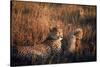 Mother Cheetah and Her Cub in Game Preserve in Africa-John Dominis-Stretched Canvas