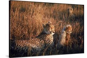 Mother Cheetah and Her Cub in Game Preserve in Africa-John Dominis-Stretched Canvas