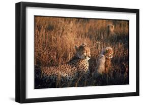 Mother Cheetah and Her Cub in Game Preserve in Africa-John Dominis-Framed Photographic Print