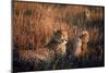 Mother Cheetah and Her Cub in Game Preserve in Africa-John Dominis-Mounted Photographic Print