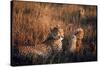 Mother Cheetah and Her Cub in Game Preserve in Africa-John Dominis-Stretched Canvas