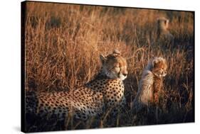 Mother Cheetah and Her Cub in Game Preserve in Africa-John Dominis-Stretched Canvas