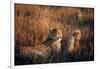 Mother Cheetah and Her Cub in Game Preserve in Africa-John Dominis-Framed Photographic Print