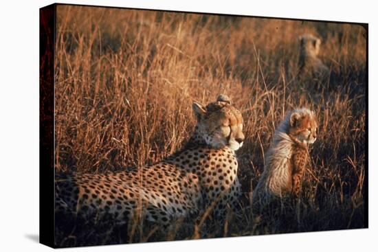 Mother Cheetah and Her Cub in Game Preserve in Africa-John Dominis-Stretched Canvas