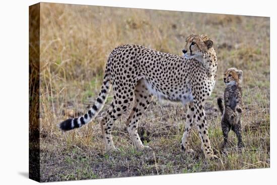 Mother Cheetah with Her Baby Cub in the Savanah of the Masai Mara Reserve, Kenya Africa-Darrell Gulin-Stretched Canvas