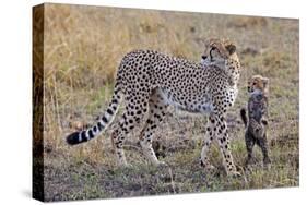 Mother Cheetah with Her Baby Cub in the Savanah of the Masai Mara Reserve, Kenya Africa-Darrell Gulin-Stretched Canvas