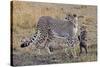 Mother Cheetah with Her Baby Cub in the Savanah of the Masai Mara Reserve, Kenya Africa-Darrell Gulin-Stretched Canvas