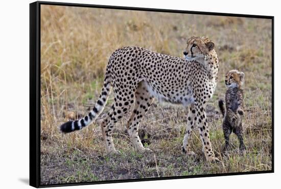 Mother Cheetah with Her Baby Cub in the Savanah of the Masai Mara Reserve, Kenya Africa-Darrell Gulin-Framed Stretched Canvas