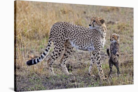 Mother Cheetah with Her Baby Cub in the Savanah of the Masai Mara Reserve, Kenya Africa-Darrell Gulin-Stretched Canvas