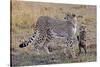 Mother Cheetah with Her Baby Cub in the Savanah of the Masai Mara Reserve, Kenya Africa-Darrell Gulin-Stretched Canvas