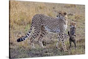 Mother Cheetah with Her Baby Cub in the Savanah of the Masai Mara Reserve, Kenya Africa-Darrell Gulin-Stretched Canvas