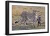 Mother Cheetah with Her Baby Cub in the Savanah of the Masai Mara Reserve, Kenya Africa-Darrell Gulin-Framed Photographic Print