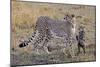 Mother Cheetah with Her Baby Cub in the Savanah of the Masai Mara Reserve, Kenya Africa-Darrell Gulin-Mounted Photographic Print