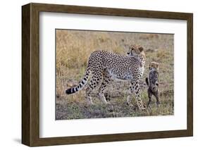 Mother Cheetah with Her Baby Cub in the Savanah of the Masai Mara Reserve, Kenya Africa-Darrell Gulin-Framed Photographic Print