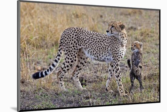 Mother Cheetah with Her Baby Cub in the Savanah of the Masai Mara Reserve, Kenya Africa-Darrell Gulin-Mounted Photographic Print