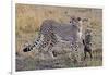 Mother Cheetah with Her Baby Cub in the Savanah of the Masai Mara Reserve, Kenya Africa-Darrell Gulin-Framed Photographic Print