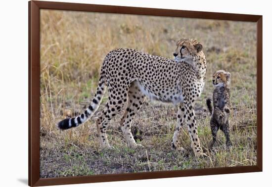 Mother Cheetah with Her Baby Cub in the Savanah of the Masai Mara Reserve, Kenya Africa-Darrell Gulin-Framed Photographic Print