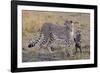 Mother Cheetah with Her Baby Cub in the Savanah of the Masai Mara Reserve, Kenya Africa-Darrell Gulin-Framed Photographic Print