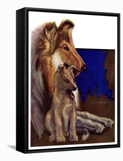 "Mother Collie and Pup,"July 15, 1933-Howard Van Dyck-Framed Stretched Canvas